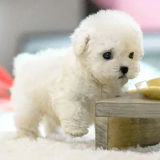 (Hivatalos NICOO exkluzív)🐶: Realisztikus robot kutyus 🧸