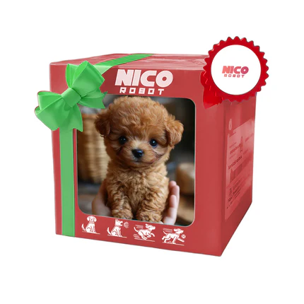 Fekete bichon frisé
