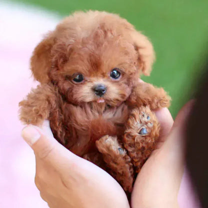 🐶(Hivatalos NICOO exkluzív)Realisztikus robot kutyus 🍒